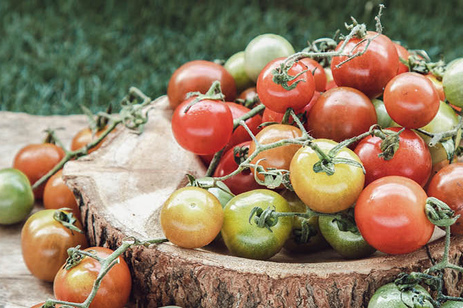 Tomaten Nachreifen Lassen So Gehts St Nn